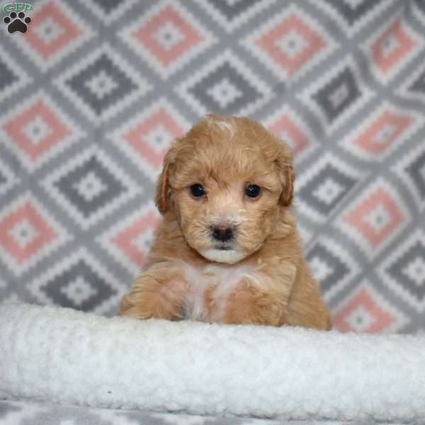 Pixie, Bich-Poo Puppy